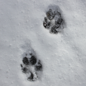 Cotton Wolf's paw prints in the snow.